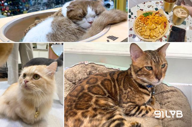 Tại CATFE cat cafe, trải nghiệm cà phê trở nên đặc biệt hơn khi mỗi góc quán đều có những “hoàng thượng” dễ thương đang chờ bạn vuốt ve và chơi cùng