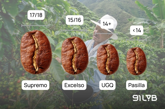 Bảng minh hoạ so sánh kích thước của 4 cấp độ hạt cà phê Colombia