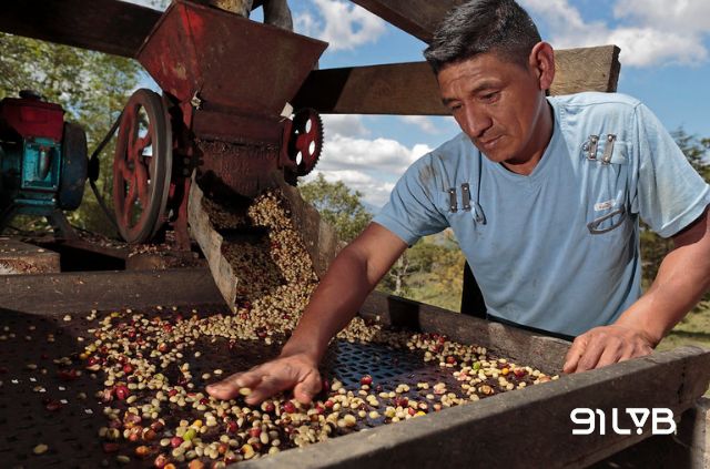 Quy trình chế biến Washed giúp làm nổi bật acidity thanh và cấu trúc tinh tế của cà phê Honduras