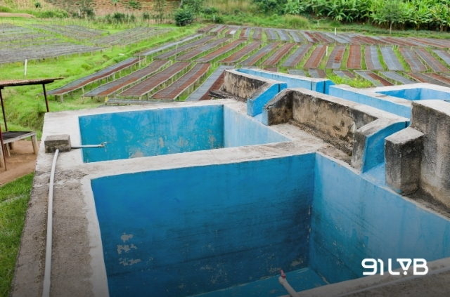 Chính phủ và các nhà đầu tư tư nhân đã giúp người nông dân Rwanda xây dựng hệ thống trạm rửa hiện đại.