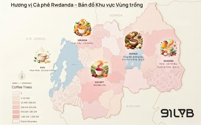 Tùy thuộc vào thổ nhưỡng của từng vùng trồng mà hồ sơ hương vị của cà phê Rwanda sẽ có những biến chuyển thú vị