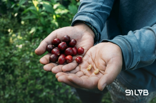 Các dòng cà phê Rwanda đáng thử nhất thường tập trung vào giống Red Bourbon