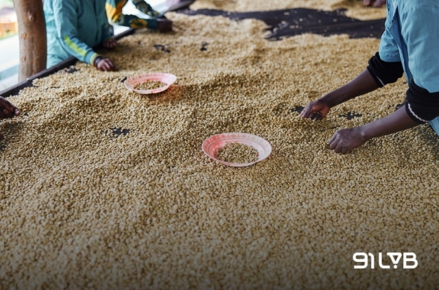 Hạt cà phê Rwanda được người nông dân trải trên các khung lưới thoáng khí và loại bỏ thủ công những hạt không đạt chuẩn
