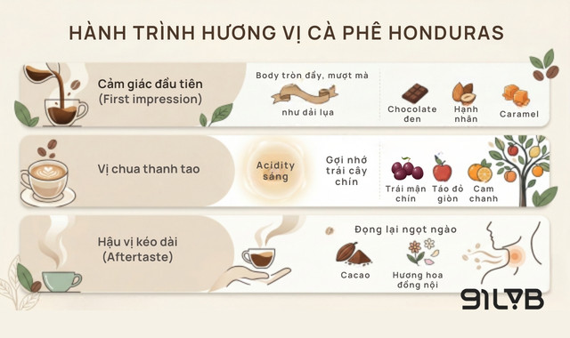 Cà phê tại Honduras sở hữu các tầng hương: body mượt như lụa, chocolate đen - caramel, acidity sáng và hậu vị cacao ngọt ngào.