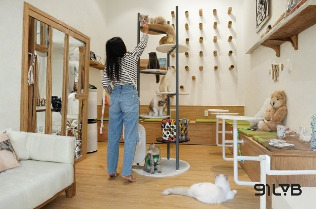 Nếu bạn yêu mèo thì Kin Neko Cat Cafe là địa điểm dành cho bạn