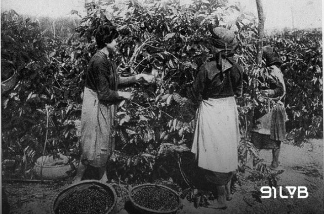 Người Pháp tiếp tục mang thêm Robusta (cà phê vối) và Excelsa vào Việt Nam