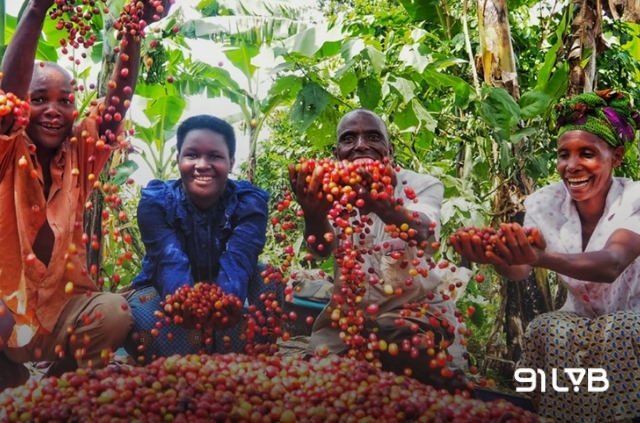 Người dân Baganda từ xưa đã có thói quen thưởng thức trái Robusta chín mọng như một loại thực phẩm bổ dưỡng