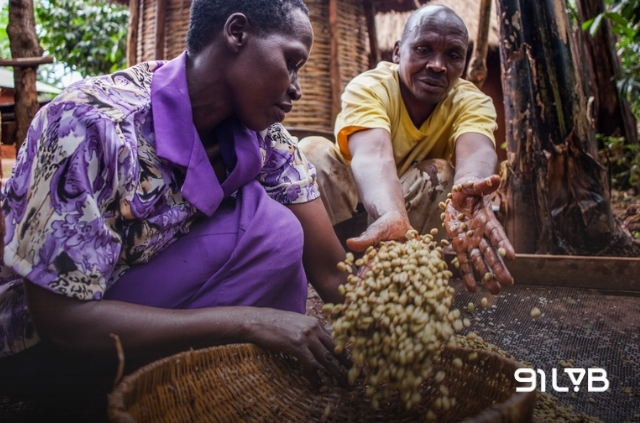 Hộ nông nhân sơ chế cà phê Uganda bằng phương pháp chế biến ướt tại nhà
