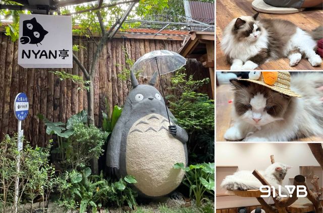 Tại Nyan Tei, bạn có thể vừa thưởng thức đồ uống vừa tận hưởng cảm giác bình yên khi những chú mèo thong thả nằm ngủ hay dạo quanh trong quán