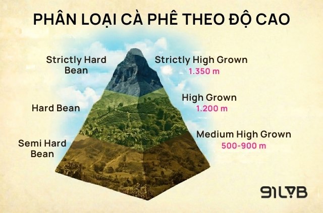 Strictly Hard Bean - tiêu chuẩn vàng cho cà phê Arabica trồng ở vùng cao Guatemala
