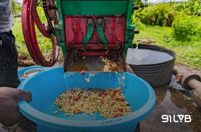 Phương pháp sơ chế ướt thường được các hộ nông dân áp dụng cho cà phê Arabica