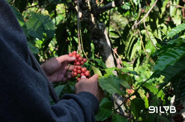 Quả cà phê Catimor chín đỏ, căng mọng dưới nắng cao nguyên