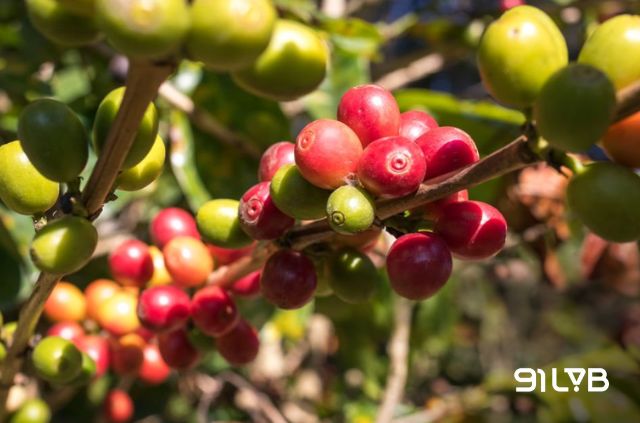 Mỗi quả chín đỏ đều là kết quả của nắng, mưa và thời gian tại Honduras