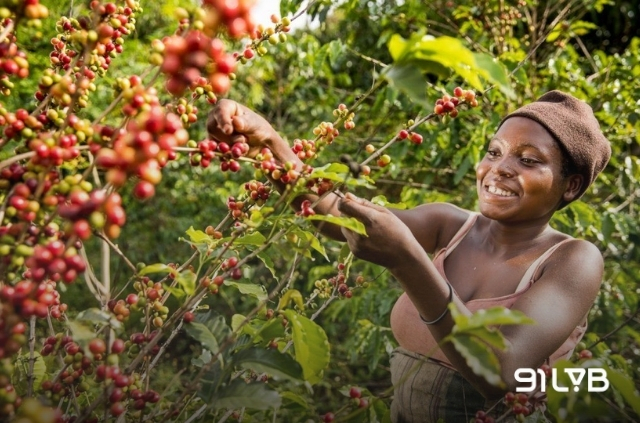 Mùa thu hoạch cà phê ở Uganda gồm vụ chính và vụ phụ