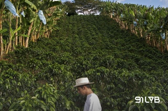 Cà phê Colombia thường được trồng trong hệ thống nông lâm kết hợp (agroforestry) dưới những tán cây che phủ tự nhiên.