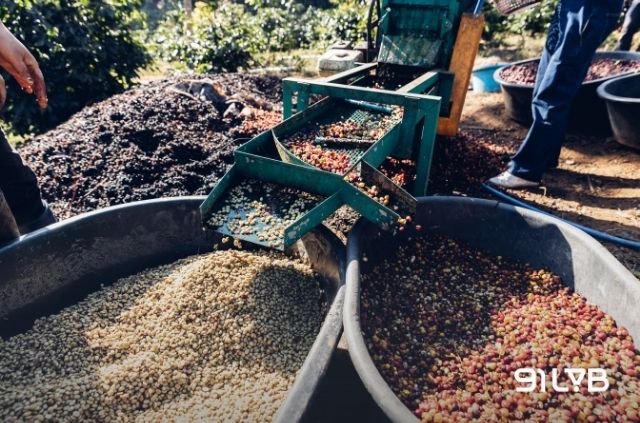 Phương pháp sơ chế ướt là chìa khóa tạo nên vị thanh khiết nổi tiếng của cà phê đặc sản Colombia