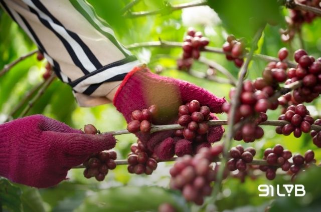 Người nông dân tận tay hái lựa những quả đạt độ chín mọng hoàn hảo và căng bóng nhất.