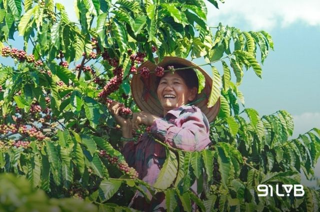Nông dân thu hoạch cà phê bằng tay theo từng đợt để đảm bảo độ chín đồng đều.