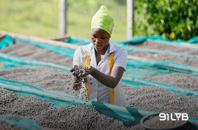 Sản lượng cà phê Uganda tăng từ 3,6 triệu lên 6,35 triệu bao trong 10 năm