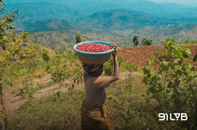 Năm 2000, việc trồng cà phê tại Rwanda gần như trở nên vô nghĩa, đẩy nền kinh tế nông thôn vào tình trạng kiệt quệ.