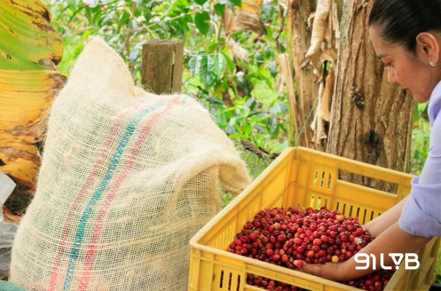 Việt Nam đang giữ vị thế đứng thứ hai trên thế giới về xuất khẩu cà phê