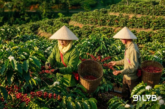 Cà phê hữu cơ không chỉ sạch cho người uống, mà còn an toàn cho chính người trồn
