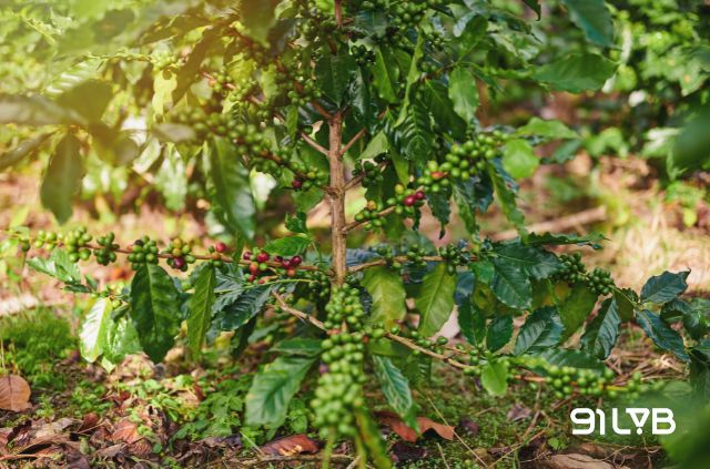 Arabica chinh phục giới mộ điệu bằng hương vị đa tầng, tinh tế và vô cùng rõ nét