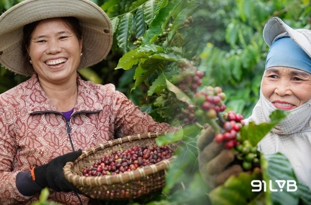Việt Nam đang mở rộng quy mô canh tác cà phê Arabica