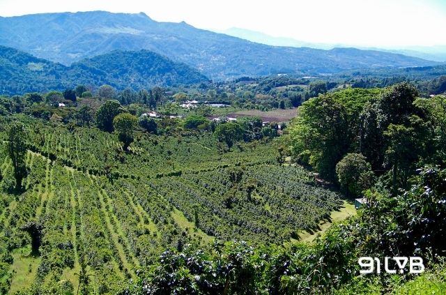 Chiriqui nhanh chóng trở thành trung tâm sản xuất cà phê trọng điểm ở Panama