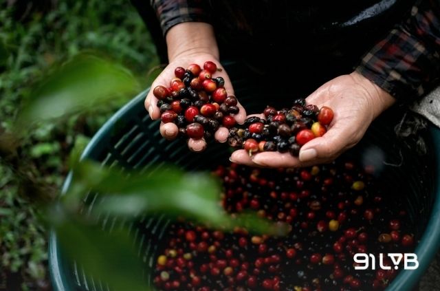 Cà phê Panama là những hạt được vun trồng tại quốc gia Panama, nổi bật nhất là ở tỉnh Chiriqui.