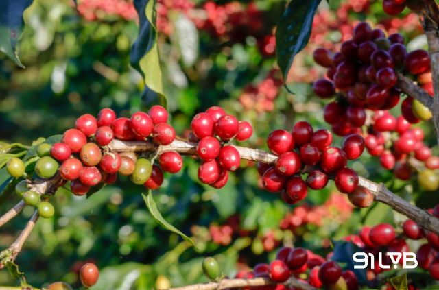 Điều kiện khí hậu và thổ nhưỡng Tây Nguyên tạo nên chất lượng Robusta đặc trưng