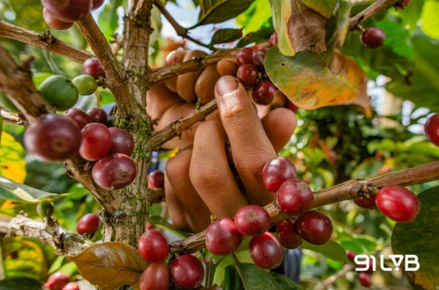 Tây Bắc là một trong những vùng trồng cà phê Arabica ở Việt Nam