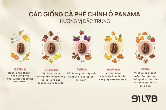 Hương vị của 5 giống Arabica chủ lực ở Panama 