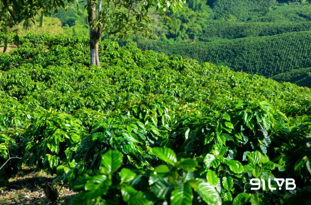 Hương vị cà phê hữu cơ phản ánh điều kiện trồng trọt tự nhiên và chăm sóc cẩn thận