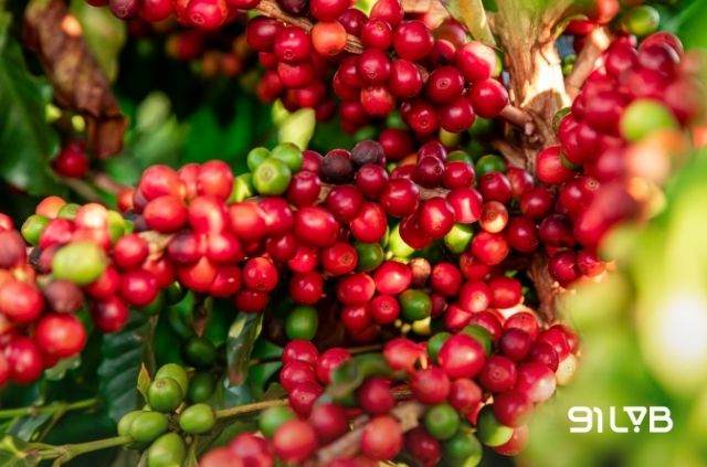 Hương vị cà phê Panama