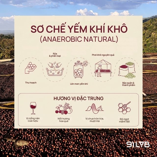 Sơ chế yếm khí khô (Anaerobic Natural)