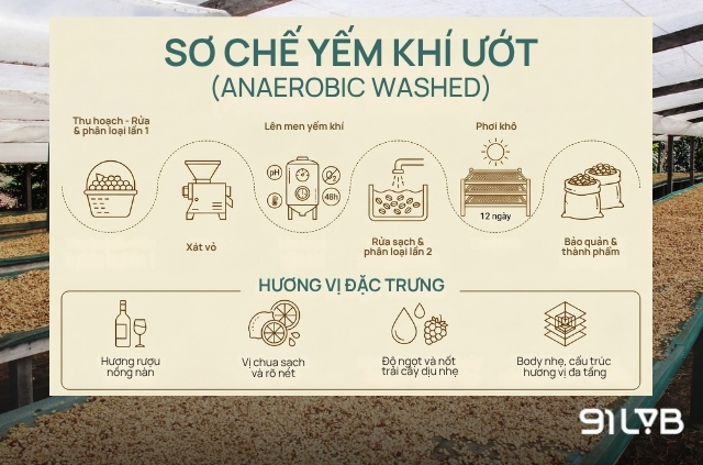 Sơ chế yếm khí ướt (Anaerobic Washed)