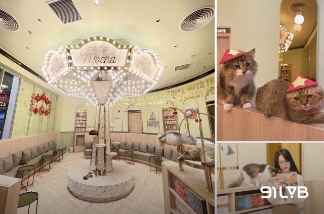 Cat Cafe Mocha mang đến một mô hình cà phê thú cưng chuẩn Nhật Bản cực kỳ thú vị.