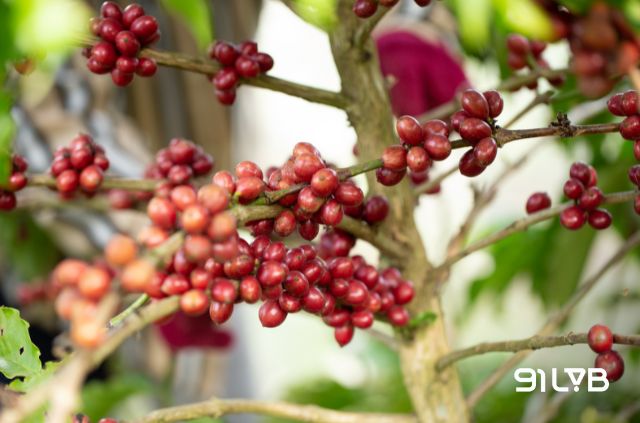 Ở độ cao dưới 800 m, Robusta vẫn tự tin khoe sắc và cho ra những hạt cà phê đậm vị nhất
