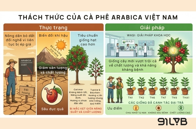 Những thách thức mà cà phê Arabica Việt Nam đang phải đối mặt