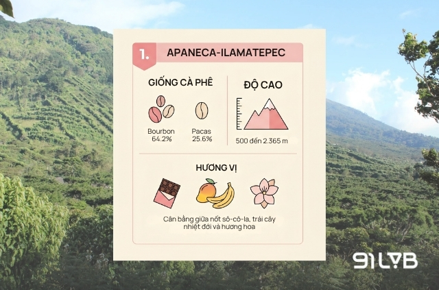 Vùng trồng cà phê El Salvador nổi tiếng - Apaneca-Ilamatepec