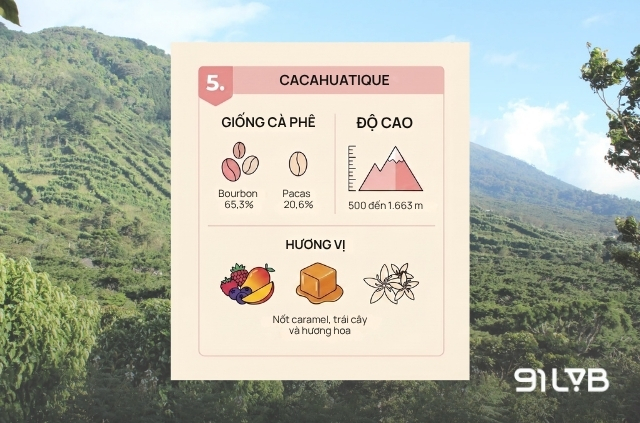 Vùng trồng cà phê El Salvador nổi tiếng - Cacahuatique