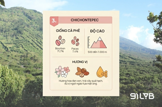 Vùng trồng cà phê El Salvador nổi tiếng - Chichontepec