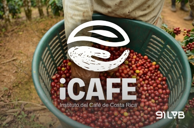 Chất lượng được chính phủ quản lý (ICAFE)