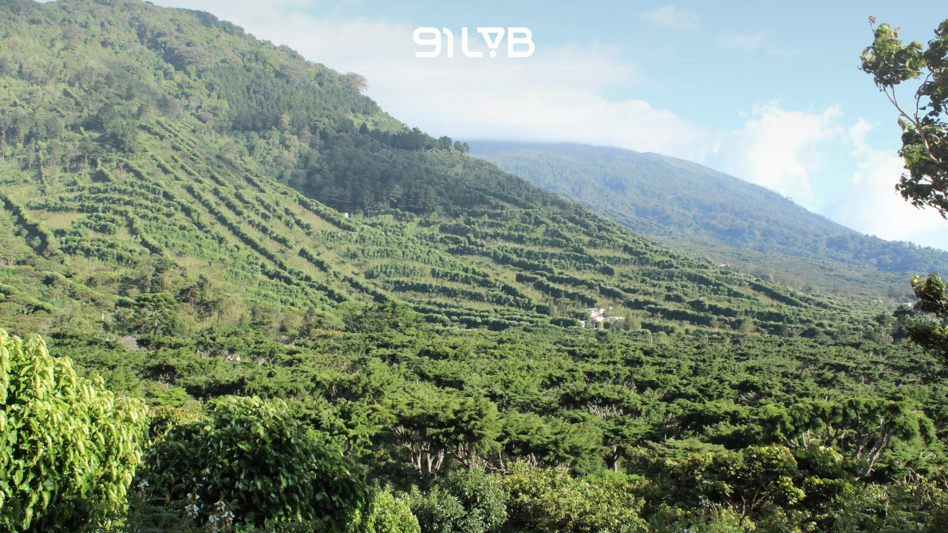 Cà phê El Salvador