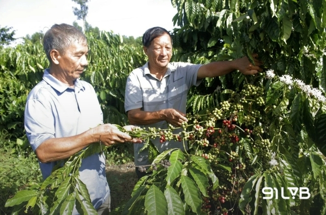 Người nông dân cần có kỹ thuật hãm ngọn và cắt tỉa khoa học để tránh tình trạng cây bị suy do nuôi nhiều trái 