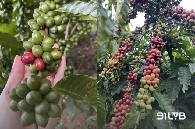 Cà phê xanh lùn TS5 cho chùm trái to, khi còn non mang màu xanh đậm và có núm vú bò đặc trưng
