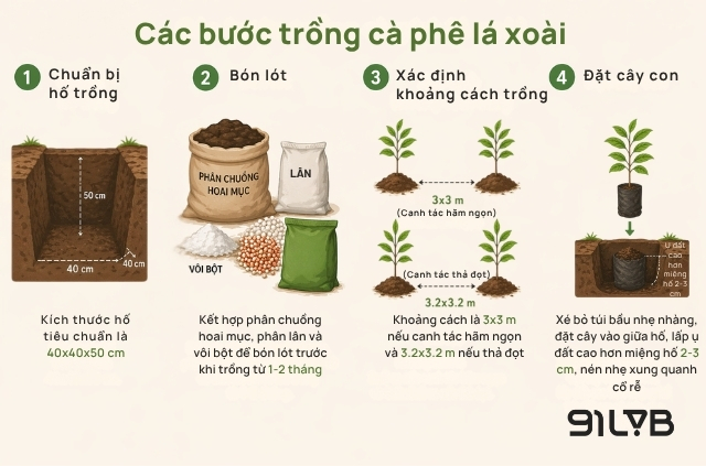 Các bước trồng cà phê lá xoài