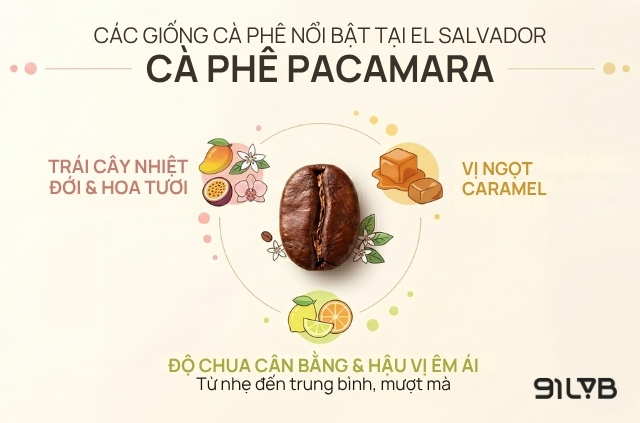 Pacamara là thành quả lai tạo giữa hai giống Pacas và Maragogipe