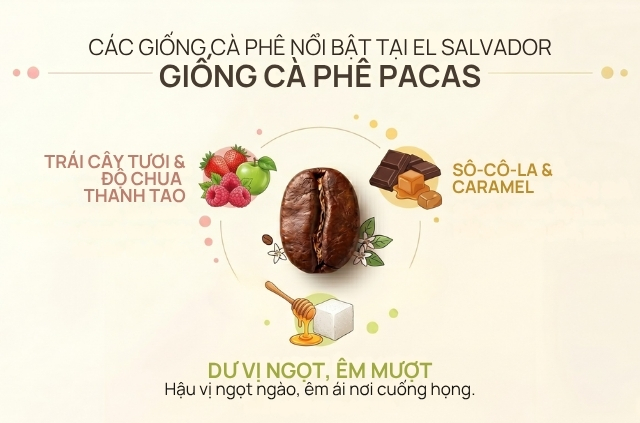 Pacas là kết quả đột biến tự nhiên từ giống Bourbon
